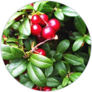 ALPHA-ARBUTIN ALPHA-ARBUTIN