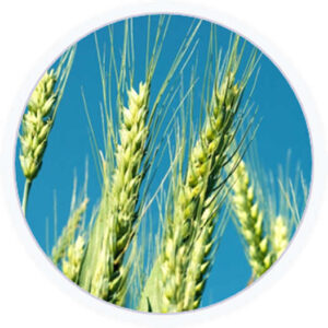 Acido Ferulico Acido Ferulico