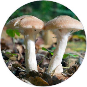 Acido Kojic Acido Kojic