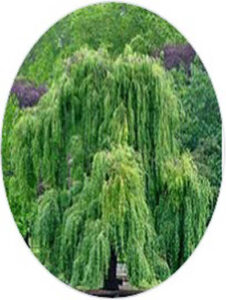 Acido salicilico Acido salicilico