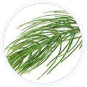 Estratto di Equiseto Estratto di Equiseto