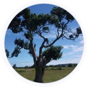 Estratto di corteccia di albero (Diacetyl Boldine) Estratto di corteccia di albero (Diacetyl Boldine)