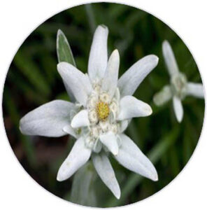 Leontopodium Alpinum Callus Culture Extract “Edelweiss “ Leontopodium Alpinum Callus Culture Extract “Edelweiss “